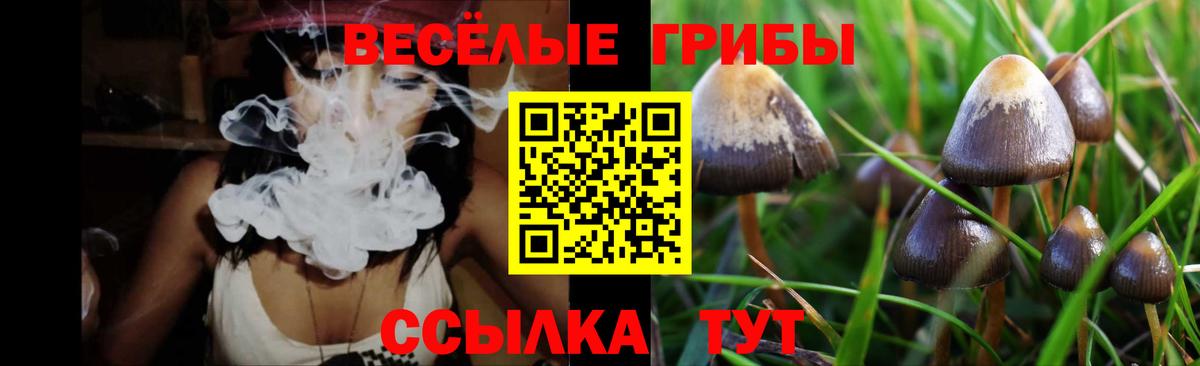 Псилоцибиновые грибы прущие грибы  Боровичи 